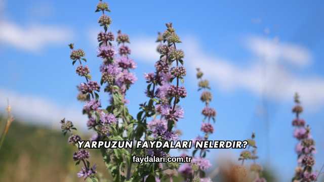 Yarpuzun Faydaları Nelerdir?