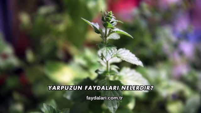 Yarpuzun Faydaları Nelerdir?