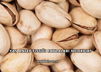 Yaş Antep Fıstığı Faydaları Nelerdir?