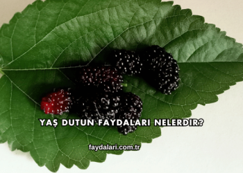 Yaş Dutun Faydaları Nelerdir?