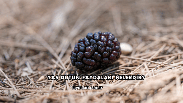 Yaş Dutun Faydaları Nelerdir?