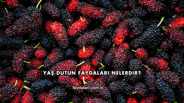 Yaş Dutun Faydaları Nelerdir?
