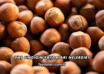 Yaş Fındığın Faydaları Nelerdir?