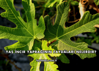 Yaş İncir Yaprağının Faydaları Nelerdir?