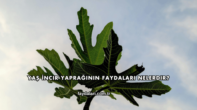 Yaş İncir Yaprağının Faydaları Nelerdir?