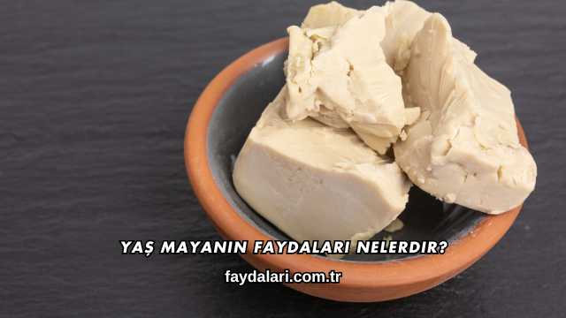 Yaş Mayanın Faydaları Nelerdir?