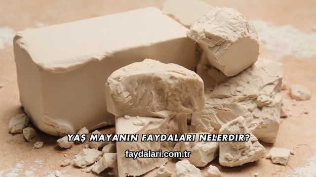 Yaş Mayanın Faydaları Nelerdir?