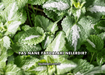 Yaş Nane Faydaları Nelerdir?