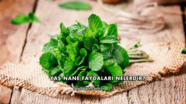 Yaş Nane Faydaları Nelerdir?