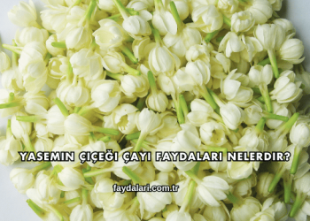 Yasemin Çiçeği Çayı Faydaları Nelerdir?