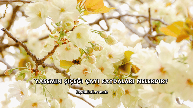 Yasemin Çiçeği Çayı Faydaları Nelerdir?