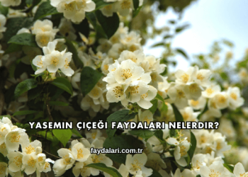 Yasemin Çiçeği Faydaları Nelerdir?