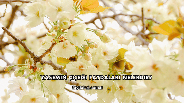 Yasemin Çiçeği Faydaları Nelerdir?