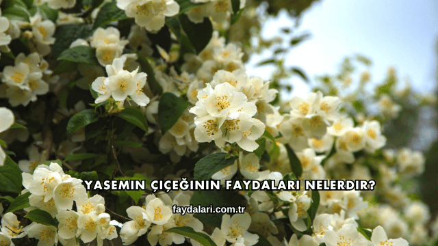 Yasemin Çiçeğinin Faydaları Nelerdir?