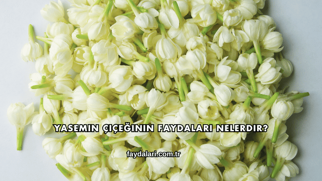 Yasemin Çiçeğinin Faydaları Nelerdir?
