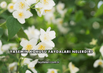 Yasemin Kokusu Faydaları Nelerdir?