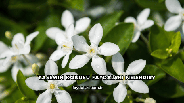 Yasemin Kokusu Faydaları Nelerdir?