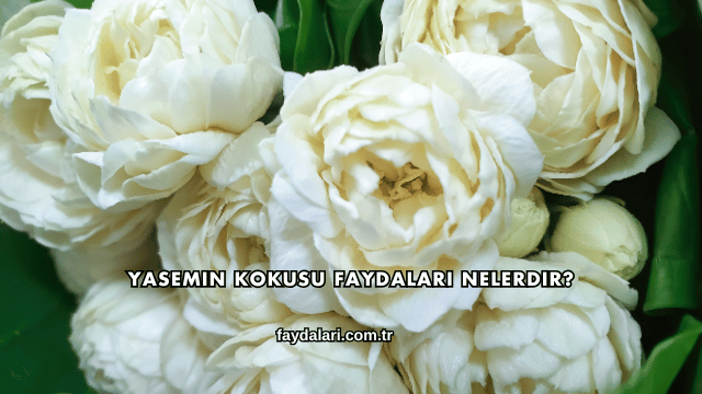 Yasemin Kokusu Faydaları Nelerdir?