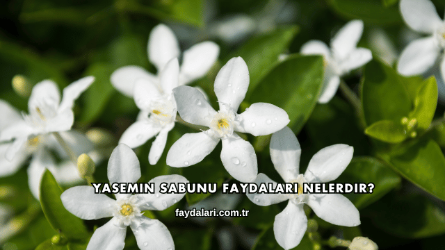 Yasemin Sabunu Faydaları Nelerdir?