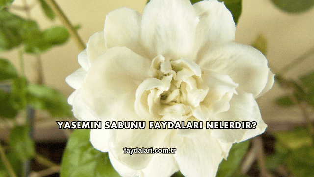 Yasemin Sabunu Faydaları Nelerdir?