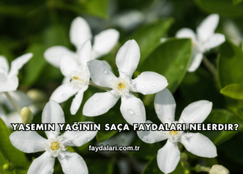 Yasemin Yağının Saça Faydaları Nelerdir?
