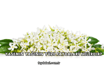 Yasemin Yağının Yüze Faydaları Nelerdir?