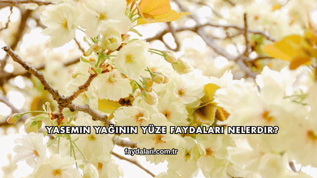 Yasemin Yağının Yüze Faydaları Nelerdir?