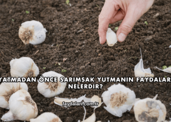Yatmadan Önce Sarımsak Yutmanın Faydaları Nelerdir?