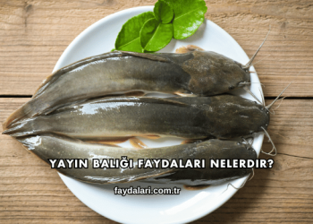 Yayın Balığı Faydaları Nelerdir?