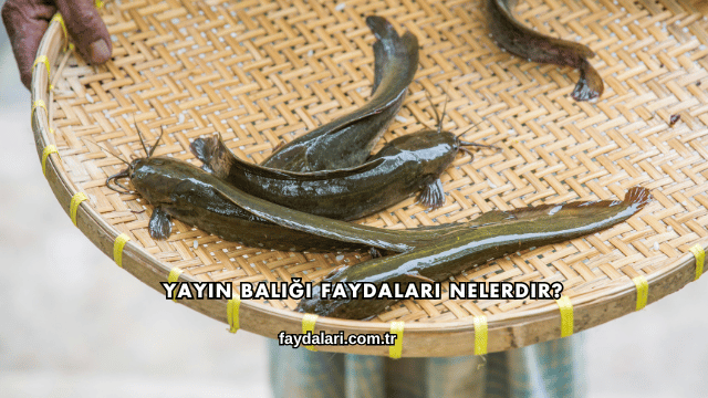 Yayın Balığı Faydaları Nelerdir?