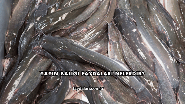 Yayın Balığı Faydaları Nelerdir?