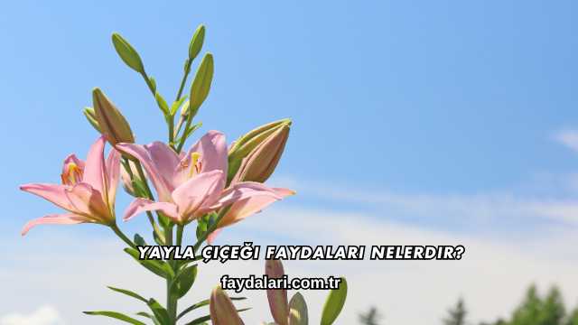 Yayla Çiçeği Faydaları Nelerdir?