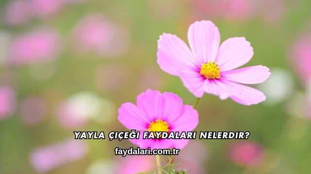 Yayla Çiçeği Faydaları Nelerdir?