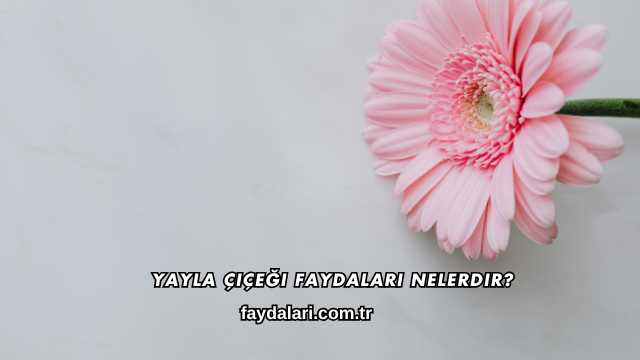 Yayla Çiçeği Faydaları Nelerdir?