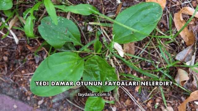 Yedi Damar Otunun Faydaları Nelerdir?