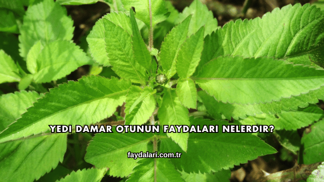 Yedi Damar Otunun Faydaları Nelerdir?