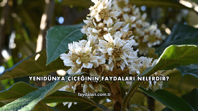 Yenidünya Çiçeğinin Faydaları Nelerdir?