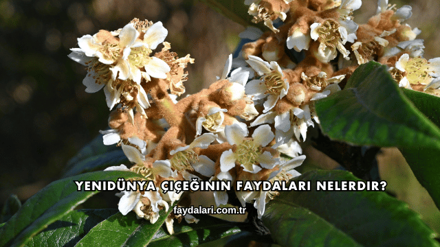 Yenidünya Çiçeğinin Faydaları Nelerdir?