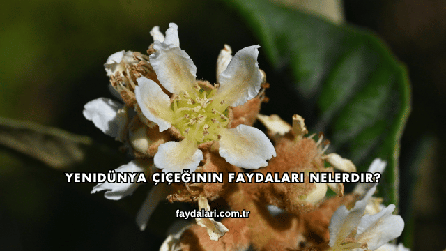 Yenidünya Çiçeğinin Faydaları Nelerdir?