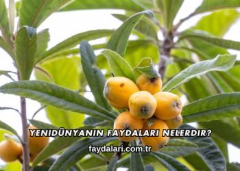 Yenidünyanın Faydaları Nelerdir?
