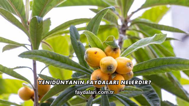 Yenidünyanın Faydaları Nelerdir?