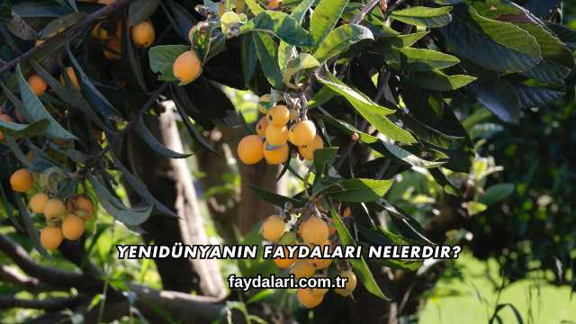 Yenidünyanın Faydaları Nelerdir?