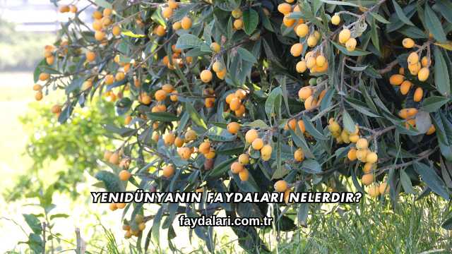 Yenidünyanın Faydaları Nelerdir?