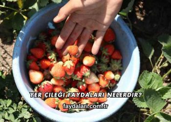 Yer Çileği Faydaları Nelerdir?