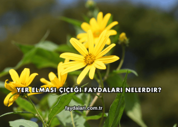 Yer Elması Çiçeği Faydaları Nelerdir?