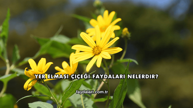 Yer Elması Çiçeği Faydaları Nelerdir?