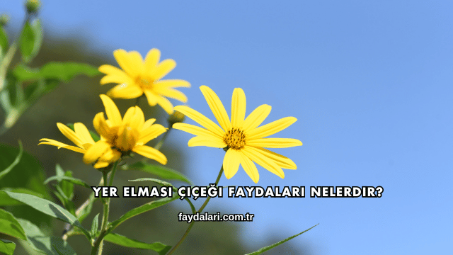 Yer Elması Çiçeği Faydaları Nelerdir?