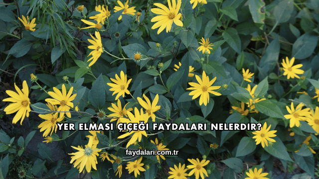 Yer Elması Çiçeği Faydaları Nelerdir?