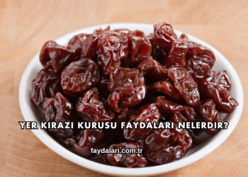 Yer Kirazı Kurusu Faydaları Nelerdir?