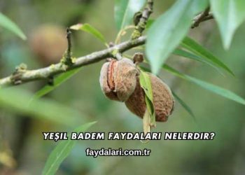 Yeşil Badem Faydaları Nelerdir?